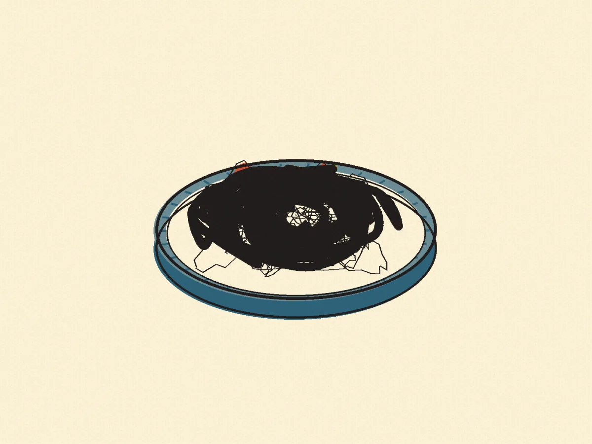 Amatriciana, illustrated